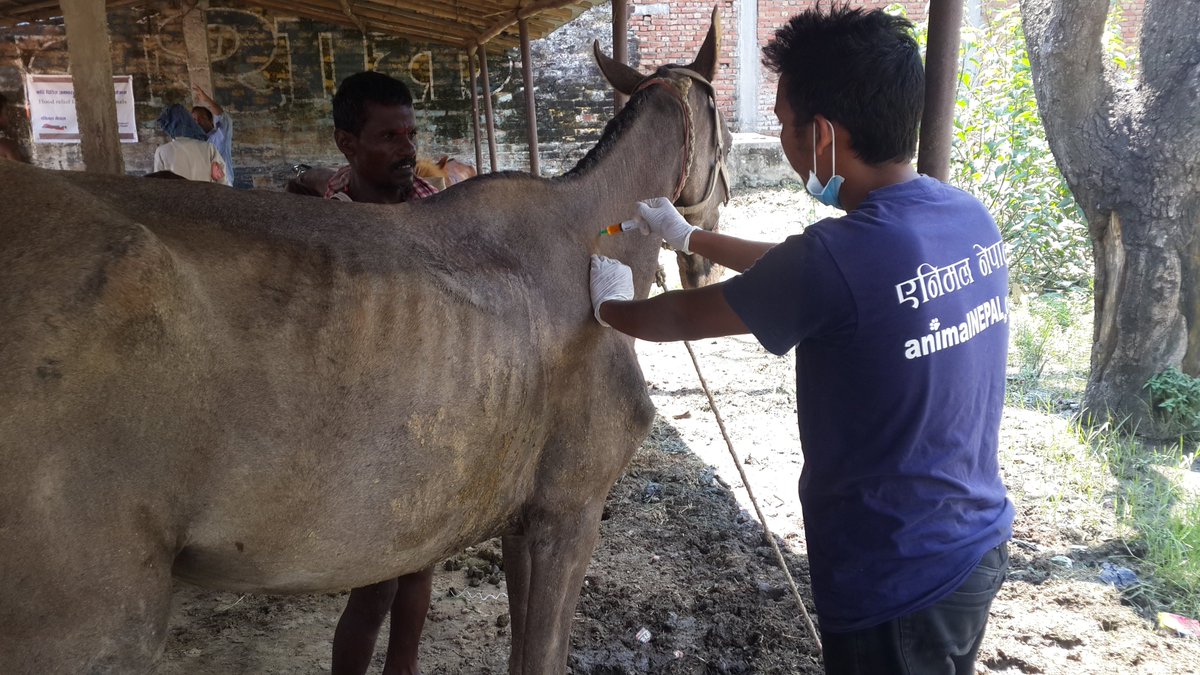 AnimalNepal's tweet photo. Treatment work goes on!!@Kalaiya Tanga Station Bara # 24 horses# treated &amp; provided them needy medicines #TheDonkeySanctuaryUK and our team. https://t.co/WbUoIoe2oE