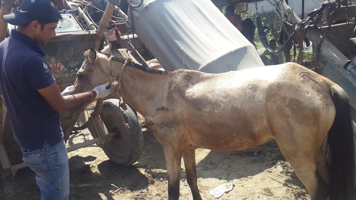 AnimalNepal's tweet photo. Treatment work goes on!!@Kalaiya Tanga Station Bara # 24 horses# treated &amp; provided them needy medicines #TheDonkeySanctuaryUK and our team. https://t.co/WbUoIoe2oE