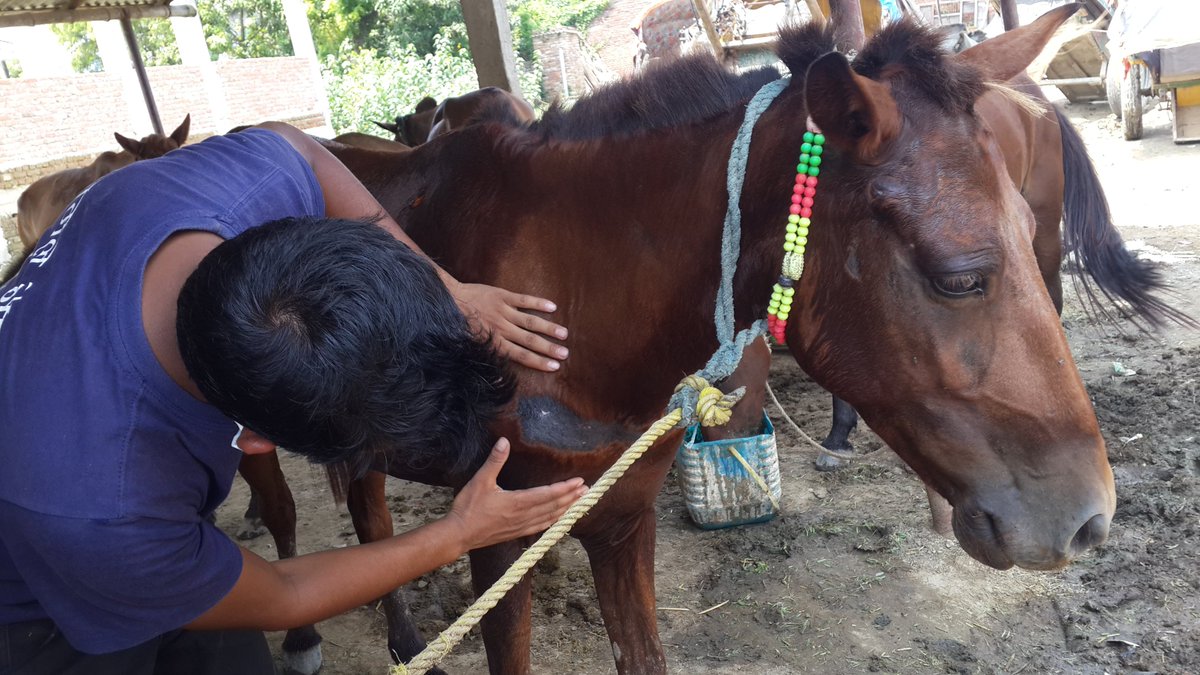 AnimalNepal's tweet photo. Treatment work goes on!!@Kalaiya Tanga Station Bara # 24 horses# treated &amp; provided them needy medicines #TheDonkeySanctuaryUK and our team. https://t.co/WbUoIoe2oE
