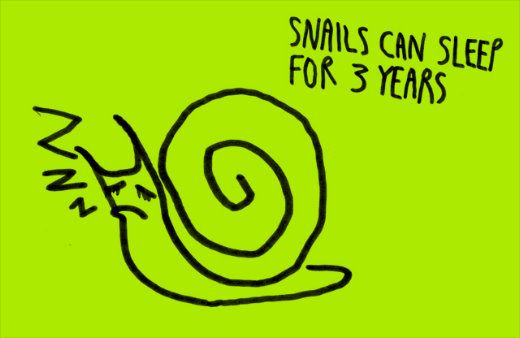 devlx's tweet image. Did you know a snail can sleep for three years? and you thought, you are the sleeping beauty! #FunFacts #DevelopmentLogics