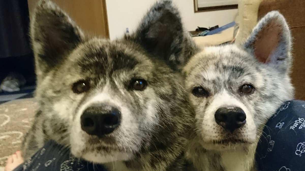 茜☆丸 tweet media