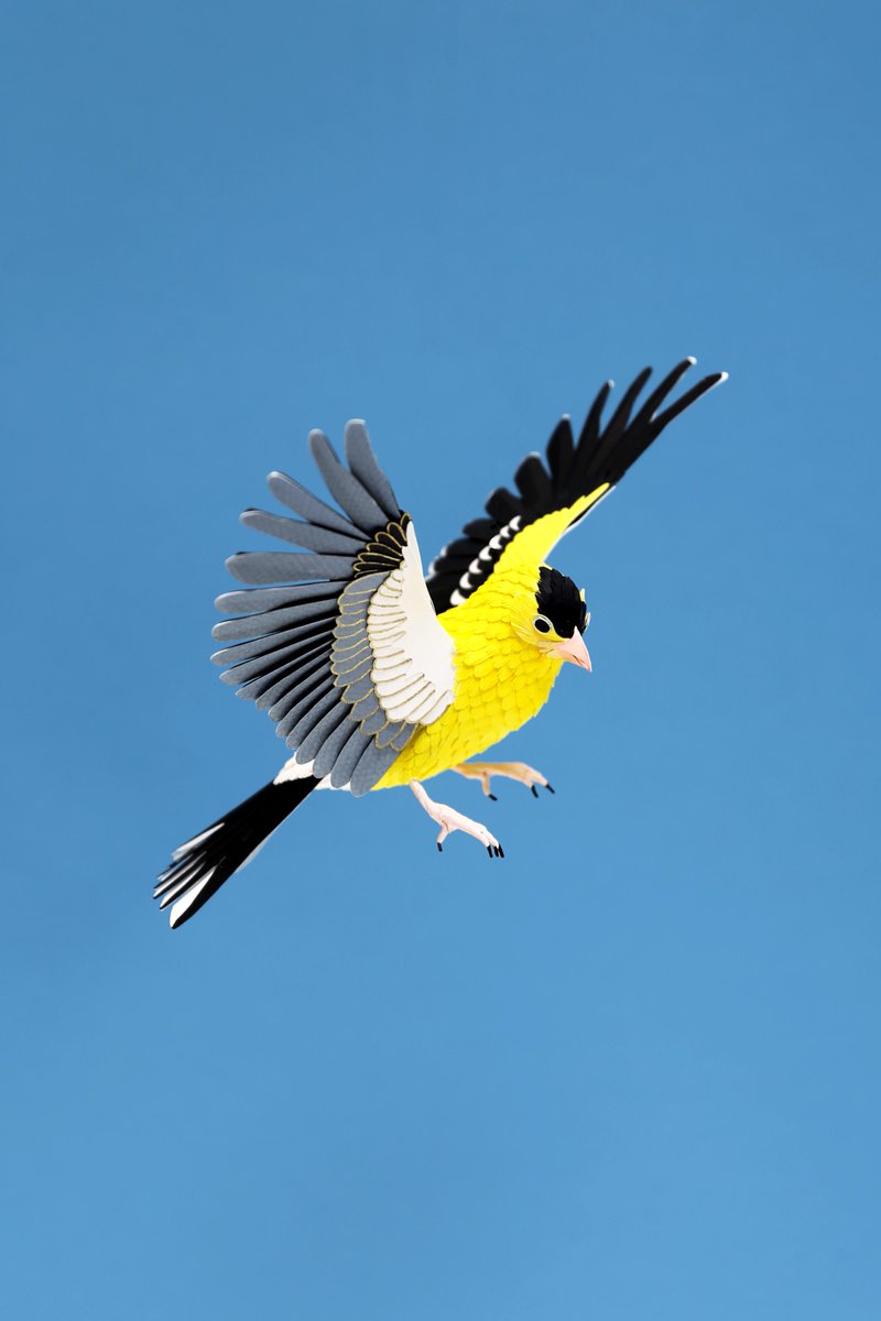 _ppiinnee_'s tweet photo. Been away for a while! working on new american birds, this one is an American goldfinch. https://t.co/L3neEEMEqy