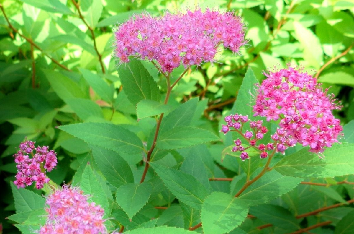 すべての美しい花の画像 新鮮な花言葉 自由