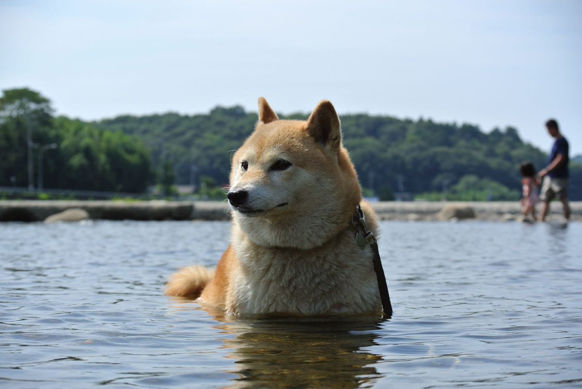 柴犬 ちゃこ 水に浸かるのは好きみたいですが 水の中を歩くのはあまり好きではないようで なるべく水がない所を選んで歩きますね