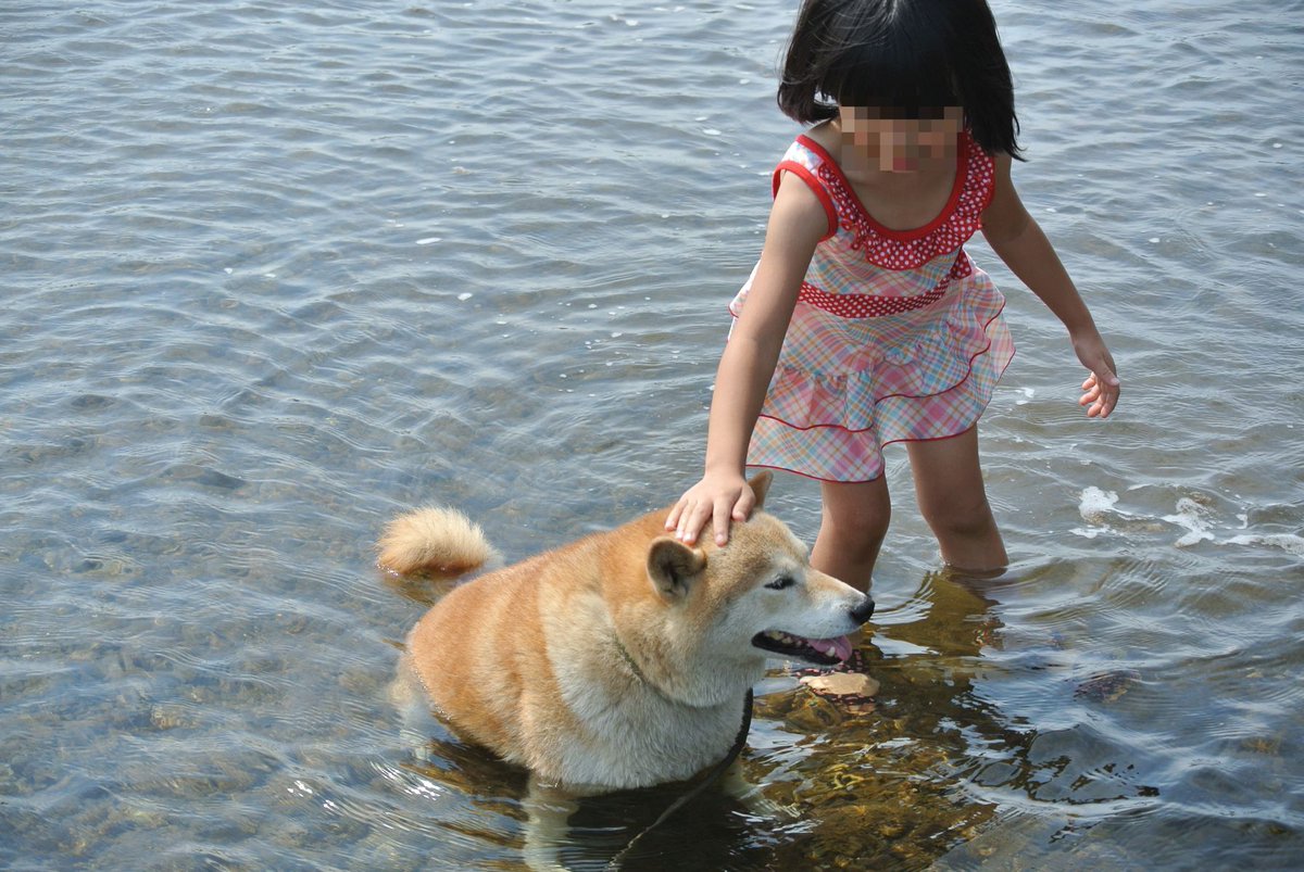 柴犬 ちゃこ 水に浸かるのは好きみたいですが 水の中を歩くのはあまり好きではないようで なるべく水がない所を選んで歩きますね