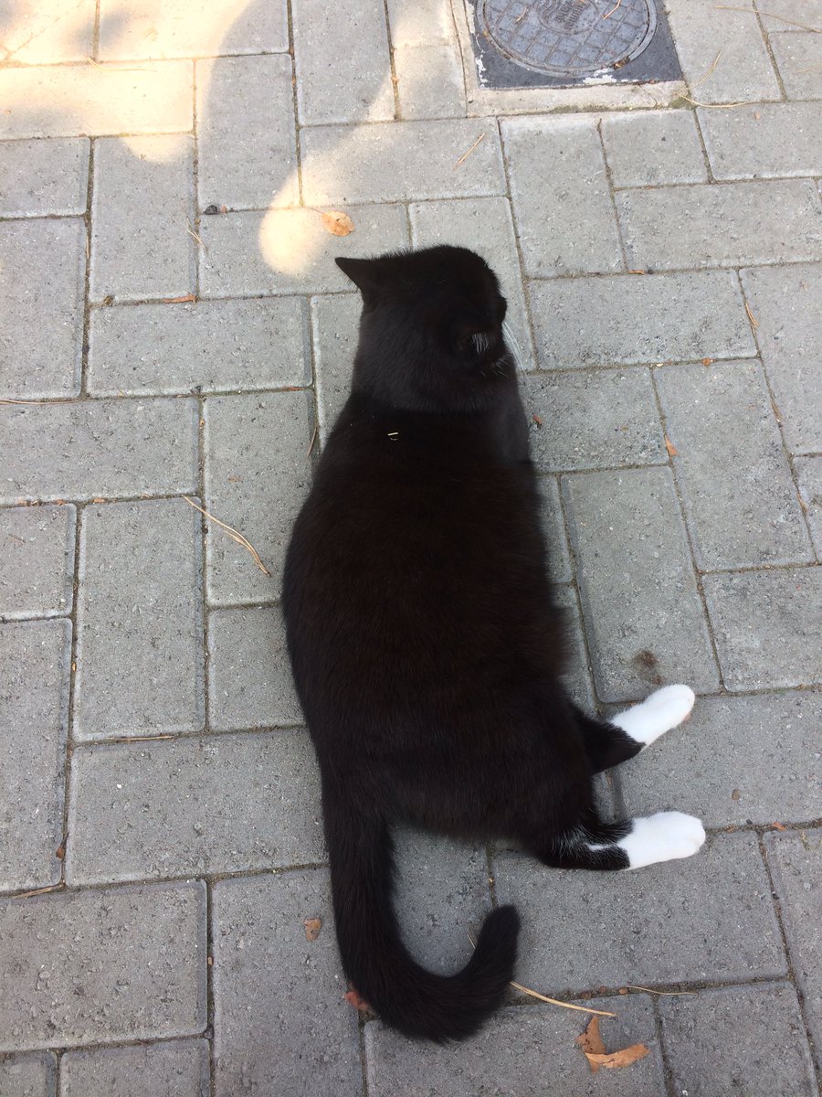 cawalsh's tweet photo. #cats4damien #WithDamien https://t.co/HDtQc88ae7