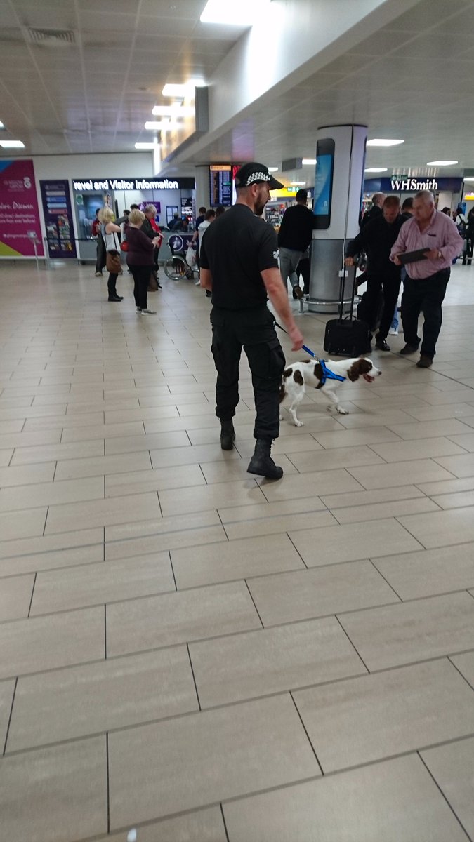 PSOSDogs's tweet photo. Our specialist dogs are training at the airport today. #keepingpeoplesafe #PDArchie #PDCharlie https://t.co/kjhhWTt7ca