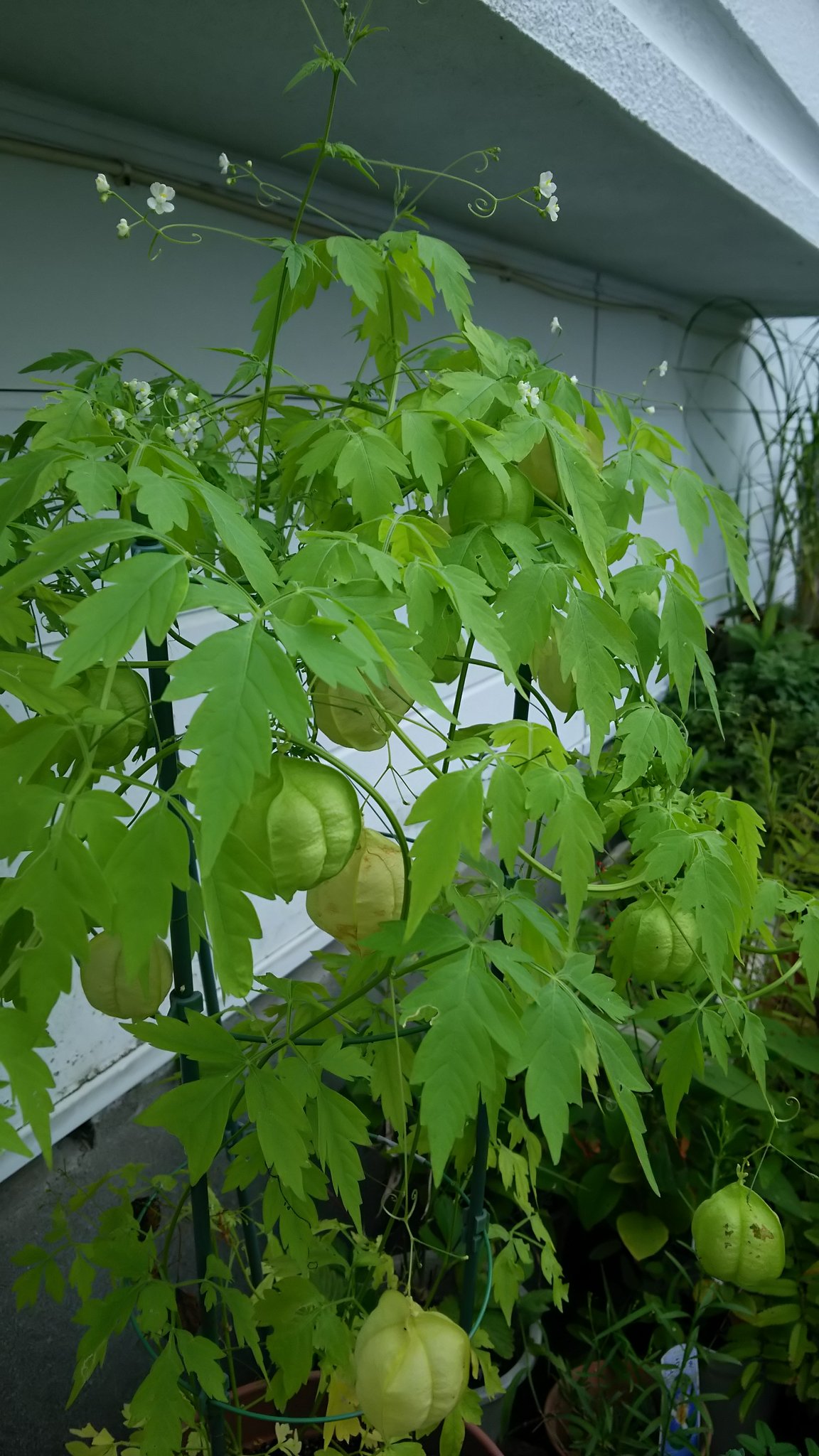 O Xrhsths 京子 虹色フレーバー Sto Twitter 今日のお花 フウセンカズラ 風船葛 花言葉は 一緒に飛びたい 実が風船のような形になる事からそう呼ばれる 英語でもballoon Vine 風船のつる と言う 茶花にしようと育てたのに 蔓が絡み過ぎて 取れ