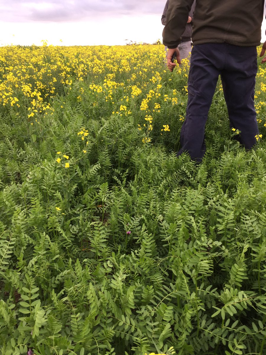Sacrificial Stingray for Vetch. Sown 1kg and 35kg. Cummins SA.