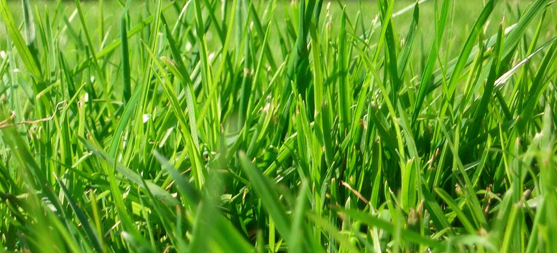 Le #vert une couleur qui compense notre besoin vital de nature... aussi au bureau #vegewall po.st/k7iPmk
