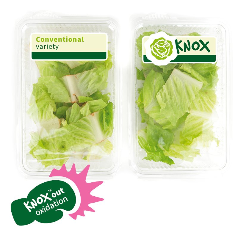 KnoxtmLettuce's tweet photo. Only 9 days to go untill @ASIA_FRUIT! Explore Knox™ Lettuce at @RijkZwaan booth, 5-U15. #delayedpinking #lesswaste #sustainability #knoxout https://t.co/9Q1PKcxTGk