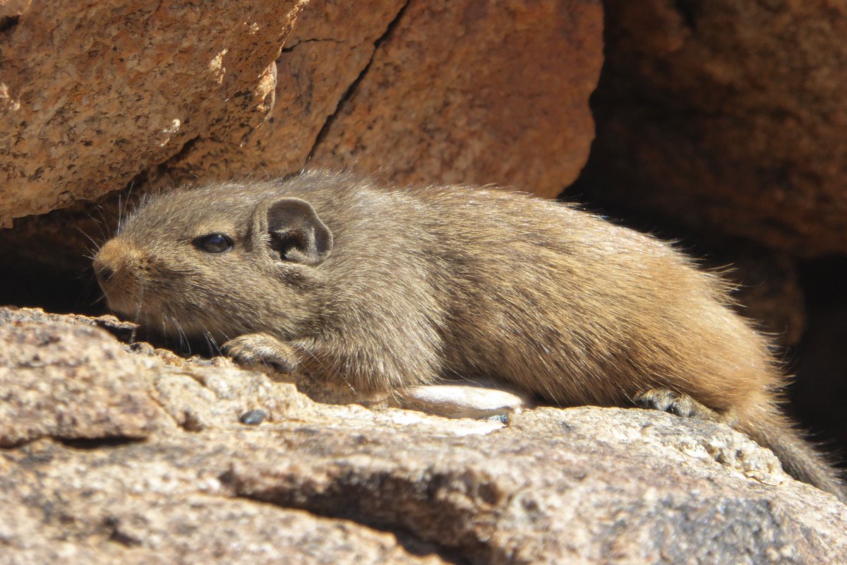 Dr Rebecca Rimbach | urban-squirrel.bsky.social tweet media