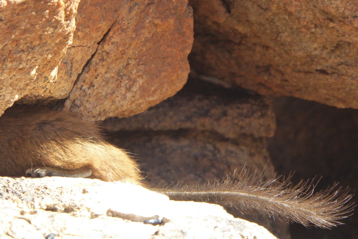 Dr Rebecca Rimbach | urban-squirrel.bsky.social tweet media