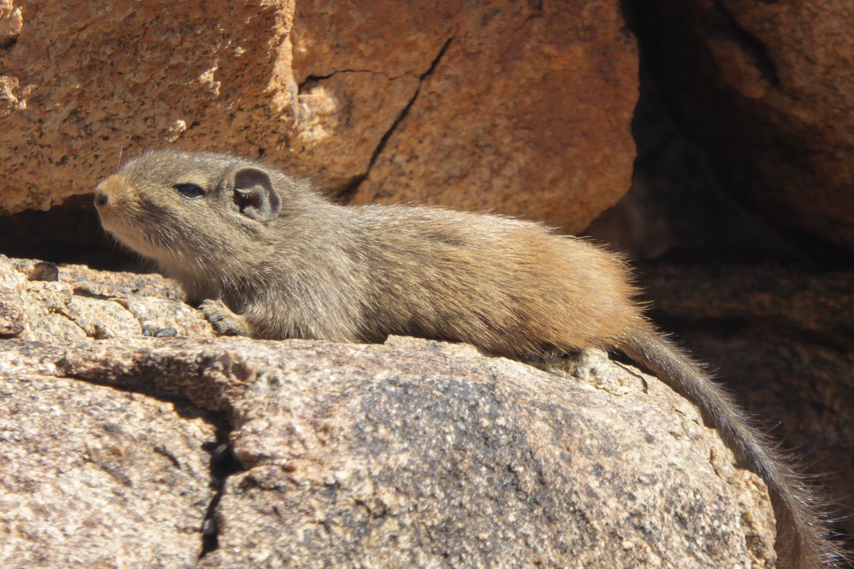 Dr Rebecca Rimbach | urban-squirrel.bsky.social tweet media