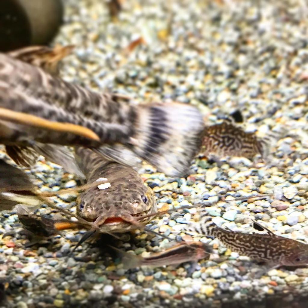 熱帯魚店 アクアフォレスト 頭に小石を乗っけたお茶目さんもいます アクアフォレスト新宿 熱帯魚 熱帯魚店 T Co Puiahxl8 熱帯魚店 アクアフォレスト 頭に小石を乗っけたお茶目さんもいます アクアフォレスト新宿 熱帯魚 熱帯魚店 T Co Puiahxl8