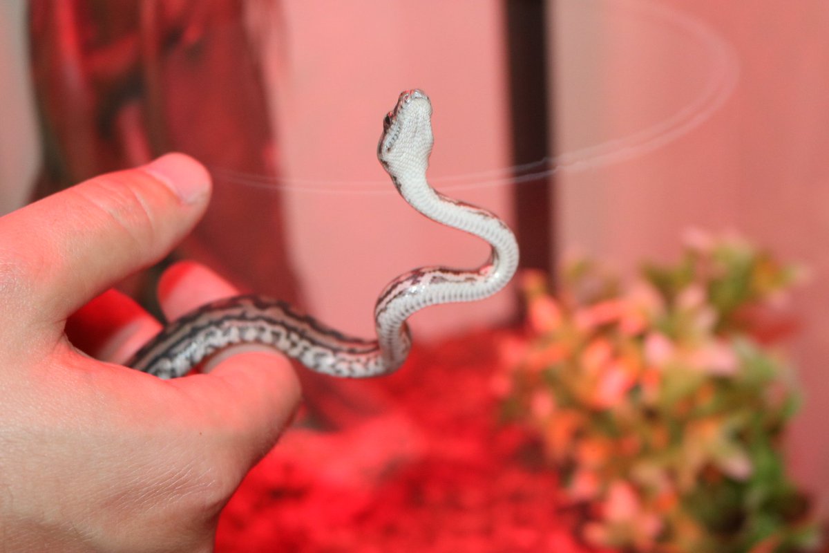 HORNxMEISTER's tweet photo. The new addition to our family. Everyone meet Shenron 😍 it's a Murray Darling Python. https://t.co/Rl8dRQwPNp