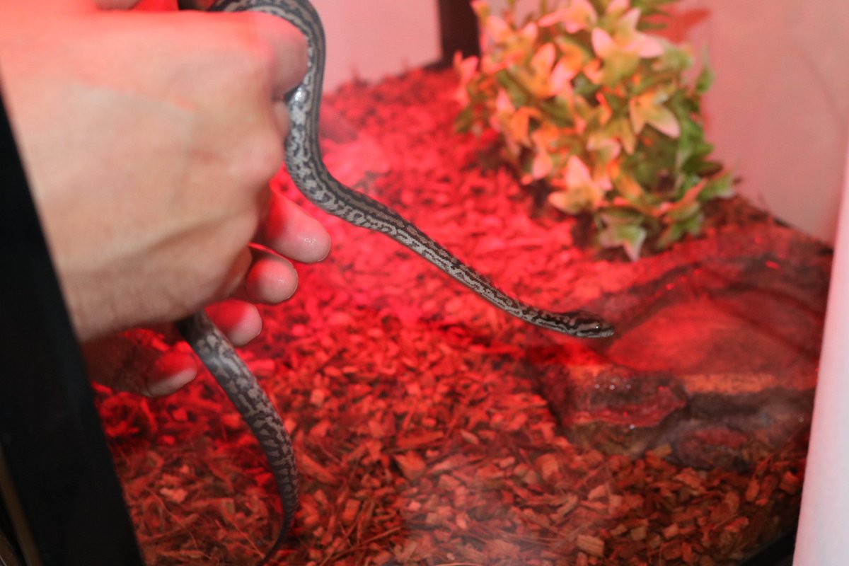 HORNxMEISTER's tweet photo. The new addition to our family. Everyone meet Shenron 😍 it's a Murray Darling Python. https://t.co/Rl8dRQwPNp