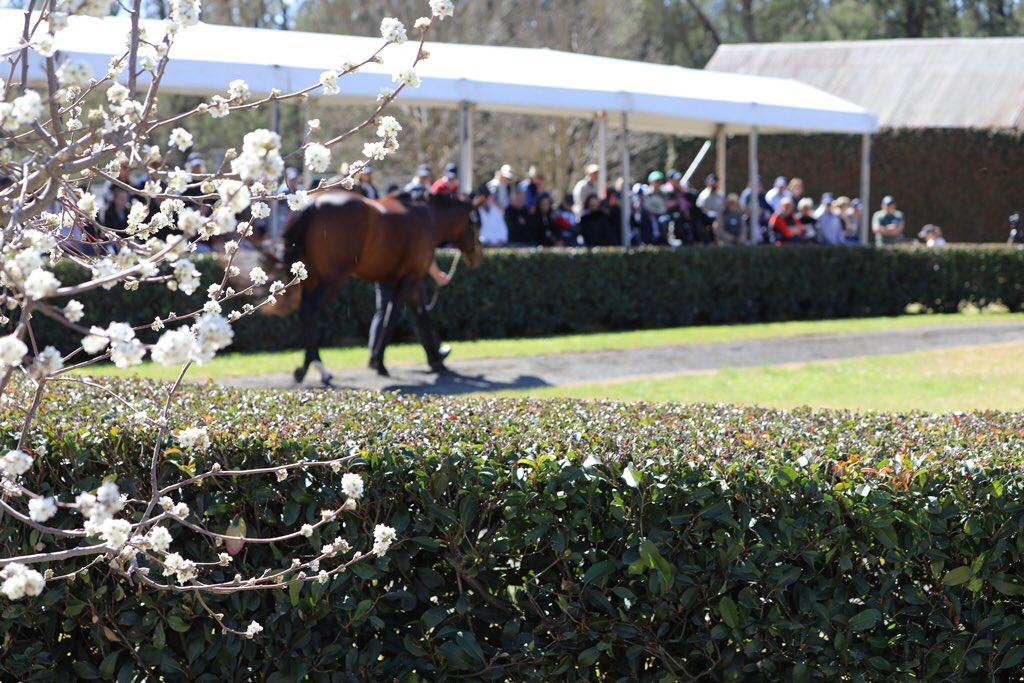 widdenstud's tweet photo. Wonderful open week in the #ValleyOfChampions. Thanks to everyone for visiting &amp; good luck to all breeders in the season ahead! 
#Widden150 https://t.co/lylz01eh7j
