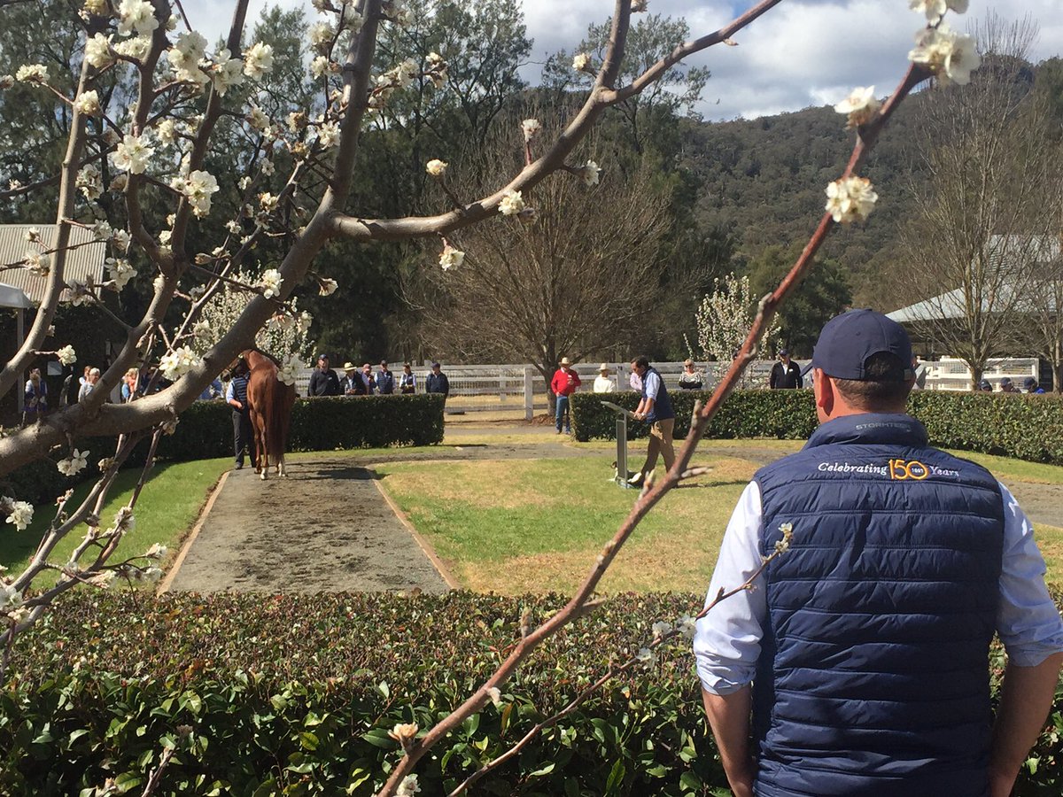 widdenstud's tweet photo. Wonderful open week in the #ValleyOfChampions. Thanks to everyone for visiting &amp; good luck to all breeders in the season ahead! 
#Widden150 https://t.co/lylz01eh7j
