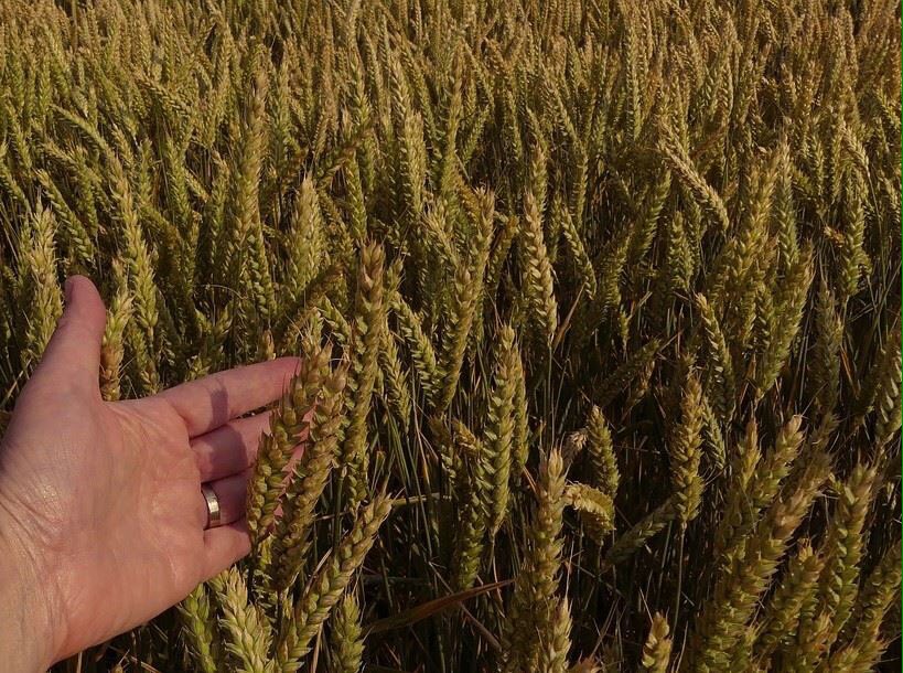TEAMValladolid's tweet photo. Mujeres del medio rural, más que unas manos que ayudan;La  MADRE TIERRA que toma cuerpo, fuerza y voz en ellas.
https://t.co/b6s9Ro6ZS0 https://t.co/sIjWyzzhBT