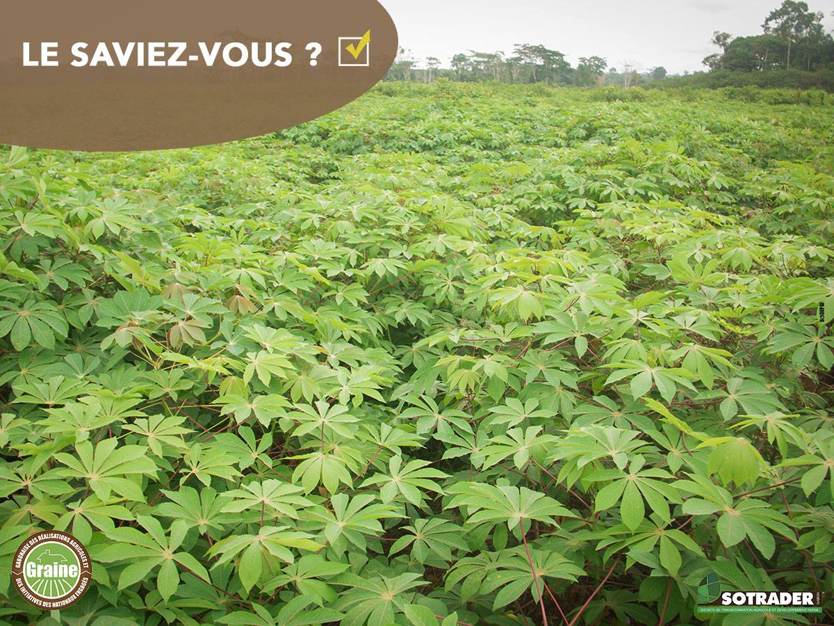 Le programme GRAINE a connu sa première récolte de manioc à Makokou dans la province de l'Ogouée-Ivindo. 
#GRAINE #MaTerreMaRichesse.