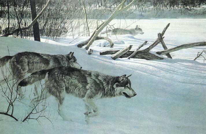 Wiki_Lobos's tweet image. 