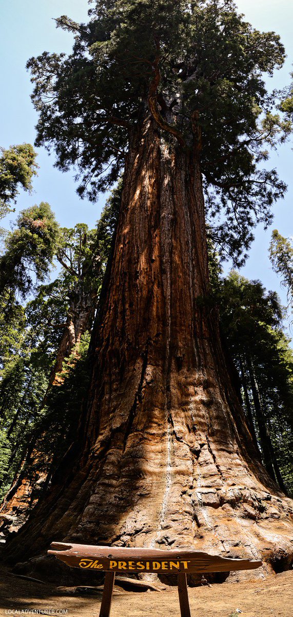 Studio_Bartoli's tweet photo. I 10 alberi più antichi del mondo:
https://t.co/lMUCIG9Zk8  #trees #alberi #Top10 #longevità https://t.co/dgrDqANev8