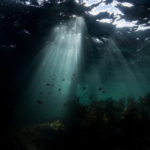 Deep Diving Ensemble tweet media