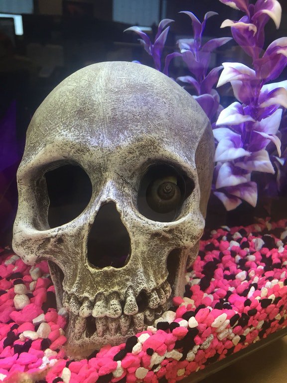juliagalef's tweet photo. "The snail in our office fish tank freaked me out today" https://t.co/KTK7Udw2sk https://t.co/VDB4QjIyG6