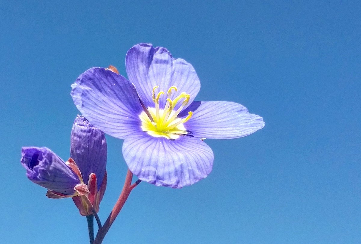 Myrthe_Buijs's tweet photo. Spring is in the air! Wild flowers are blooming @discoverctwc @WestCoastWaySA @cptweather #postberg #westcoastnationalpark #southafrica https://t.co/01PeGs0S3Y
