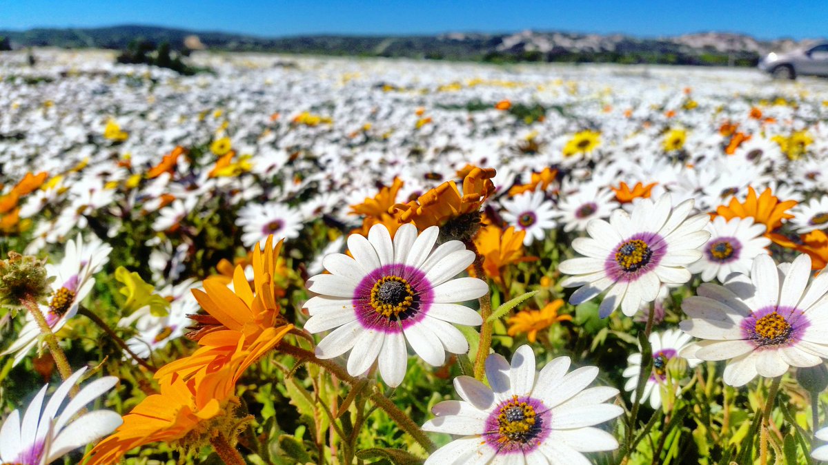 Myrthe_Buijs's tweet photo. Spring is in the air! Wild flowers are blooming @discoverctwc @WestCoastWaySA @cptweather #postberg #westcoastnationalpark #southafrica https://t.co/01PeGs0S3Y