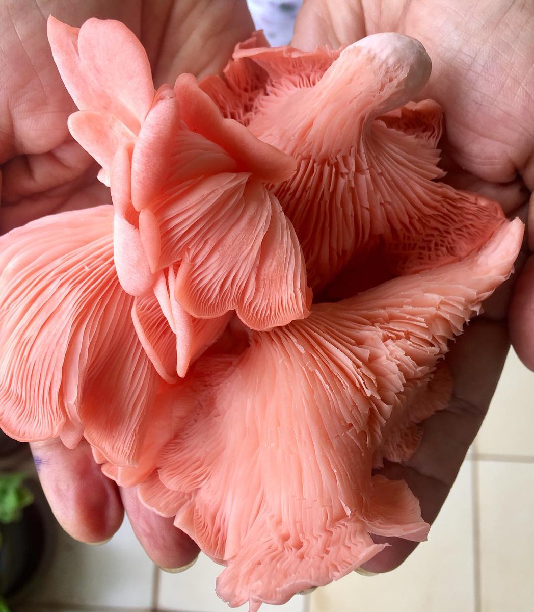 Pink Oyster #Mushrooms play well in #risotto, #ravioli or pair with goat cheese for a gourmet omelette. Grab them now!
 @chefgrownproduce