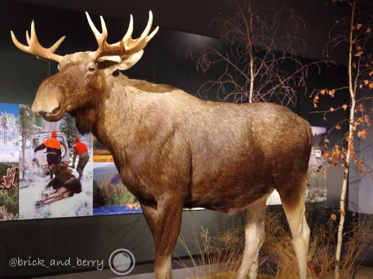 抄夏 生物の展示もたくさん ヘラジカのフレンズ や結構怖いシロクマ 可愛いオコジョなど フィンランド周辺の生き物 ほとんどは 剥製 があちこちに見られます