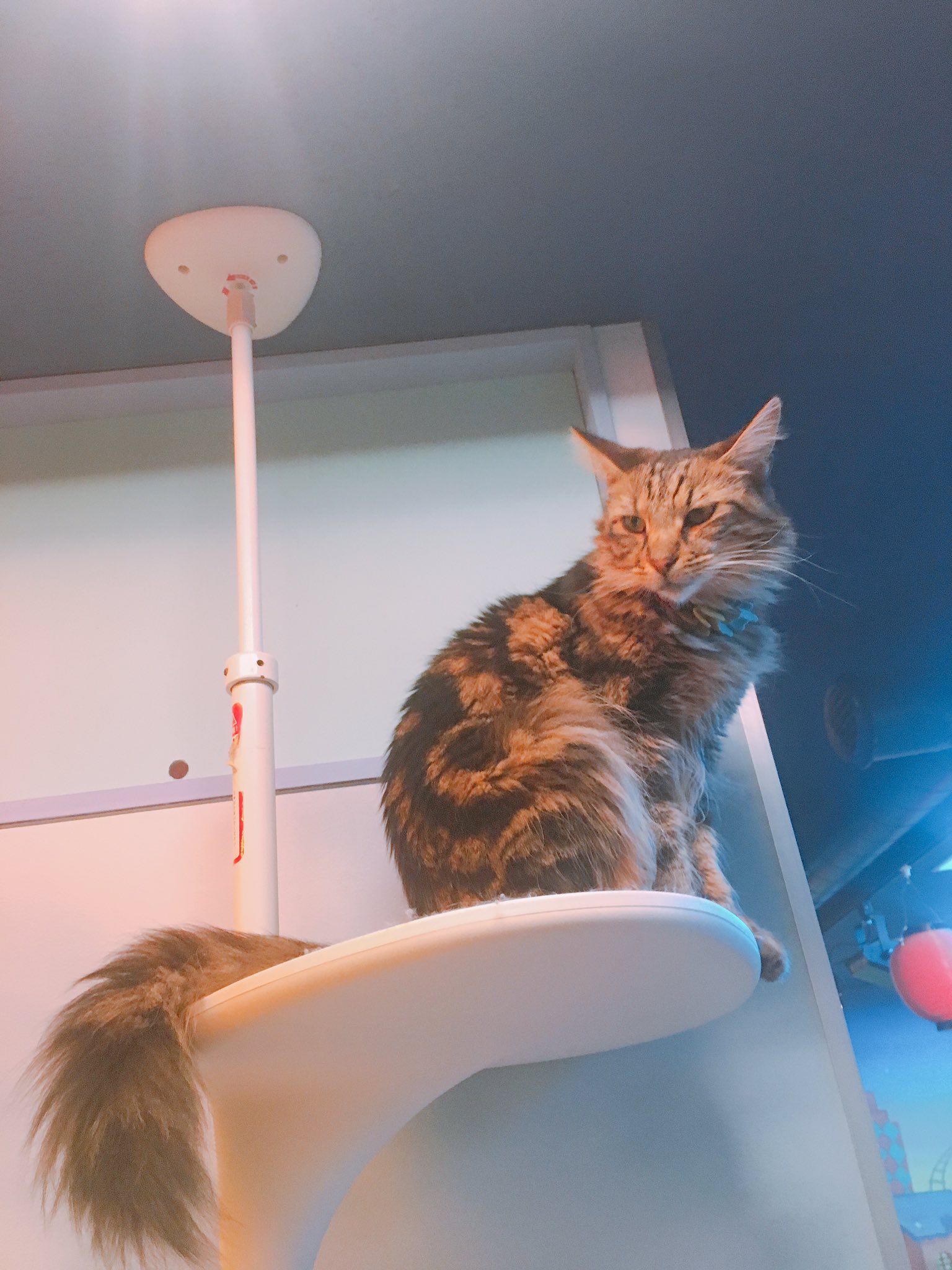 池袋猫カフェ Twitter Search Twitter