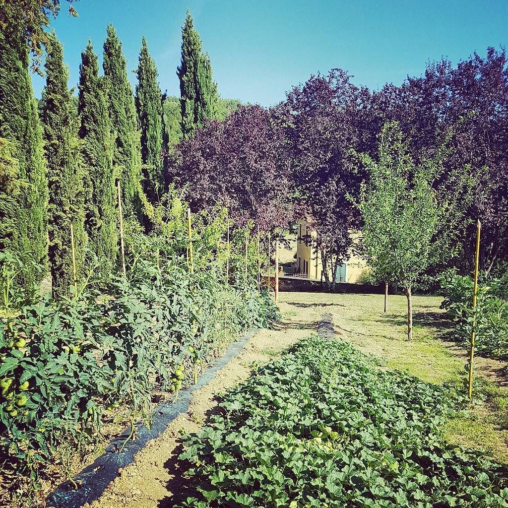 ParadisoStudio's tweet photo. The vegetable patch at Paradiso! ❤

#studioparadiso #paradisopaintingholidays #artinitaly #paintingholidaysintusca… https://t.co/PtK2E1fGvG https://t.co/1Wr3uqtqF5