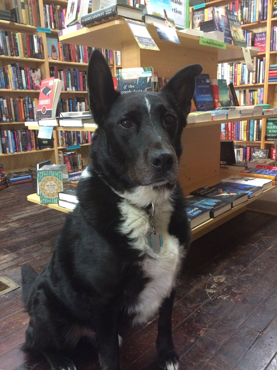 Have you met Riley the bookstore dog yet? He lives to say hi to our visitors! #shopdog