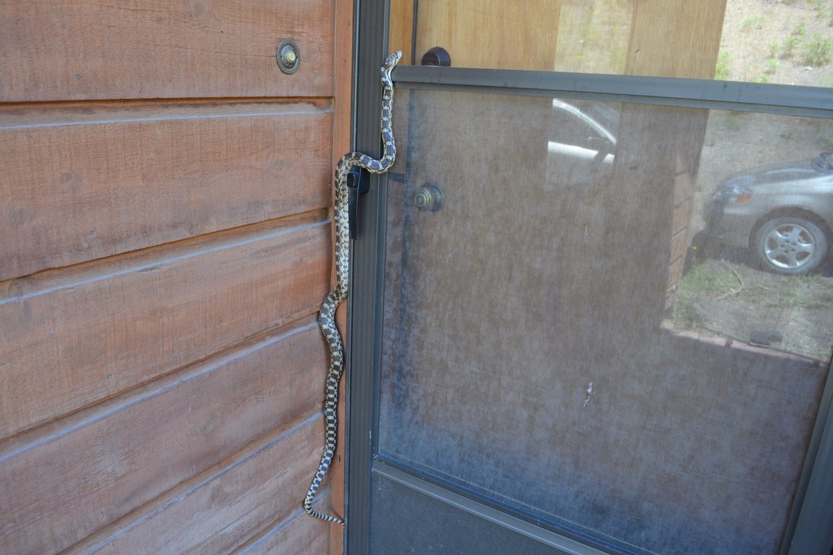 cerezalmn's tweet photo. Good morning miss, do you have a minute to talk about our Lady and savior @taylorswift13 ? ❤️🐍 #LWYMMD https://t.co/iCQ5ZJQyoK