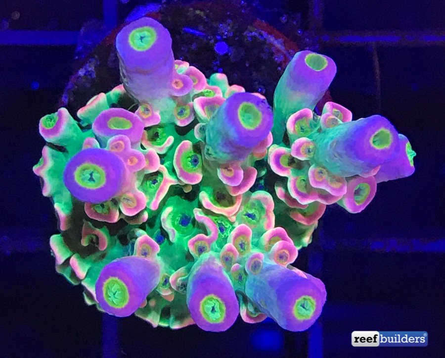 reefbuilders's tweet photo. The Homewrecker Tenuis In Perfect Coloration Is Jawdropping https://t.co/MigXZBgx7l https://t.co/LUnTdlHafc