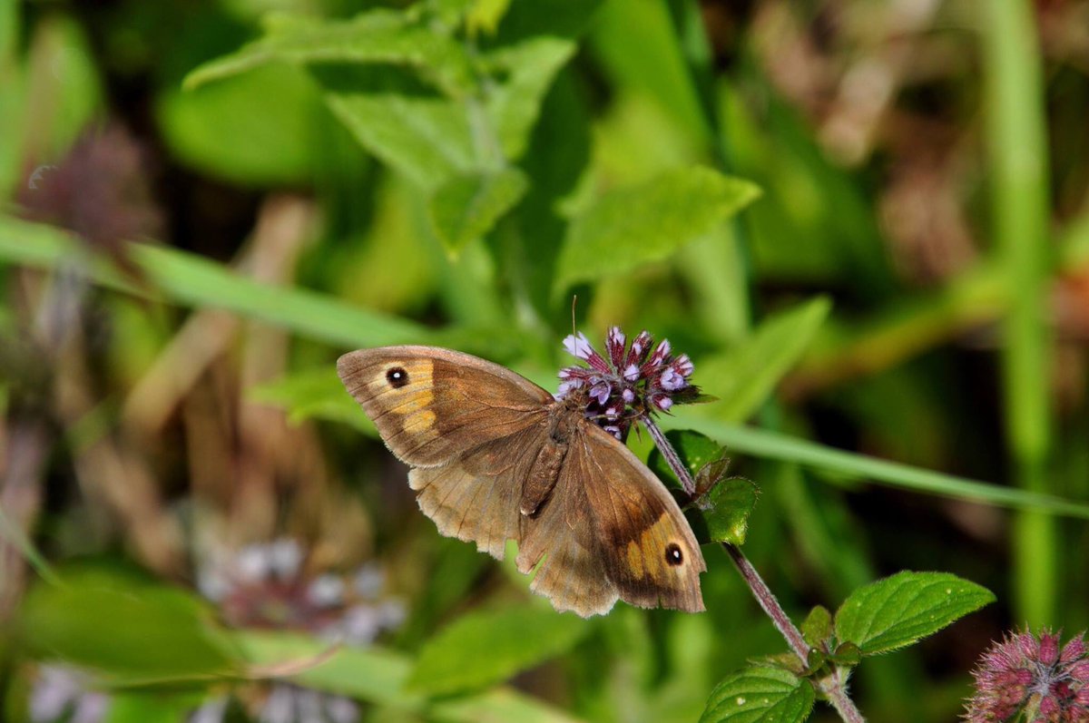 lovely day yesterday at @ParcSlipNR. So many butterflies including this Meadow Brown in the sunshine! #parcslip @Britnatureguide @iNatureUK