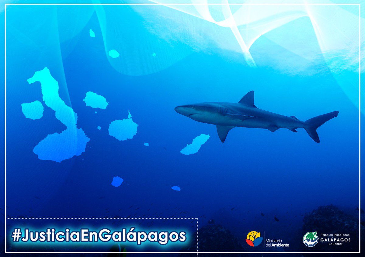 EcuadorMAE's tweet photo. Sentencia marca un hito en materia jurídica ambiental regional y una oportunidad de vida para especies migratorias. #JusticiaEnGalápagos https://t.co/MlV3WdQ2gr