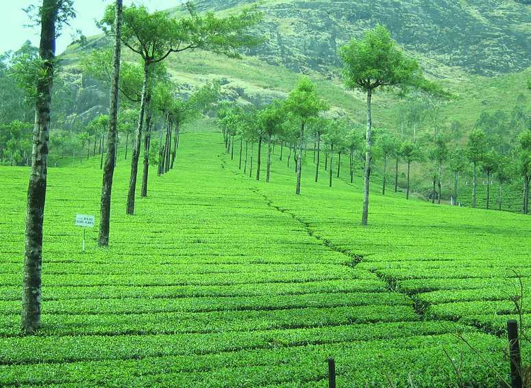 The tasty and full of energy morning sip of drink is grown here👇😀
Tea garden hill of Munnar 
#NinjaAdventureZ #Munnar #MagicalDestination