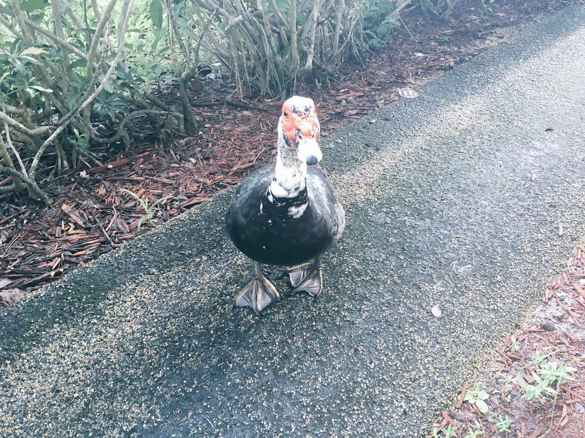 laniewrites's tweet photo. He always follows me to the door lol https://t.co/YmnMHFtH2A