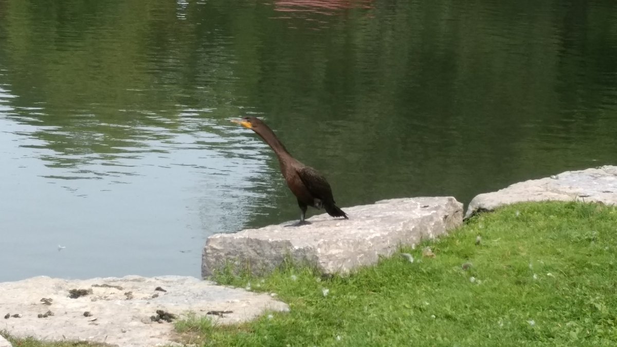 Matthew_G_Day's tweet photo. A Cormorant in @VictoriaParkKit ? Cool. Is this usual? #kwawesome #birdsofvicpark https://t.co/lSvJfCaHkr