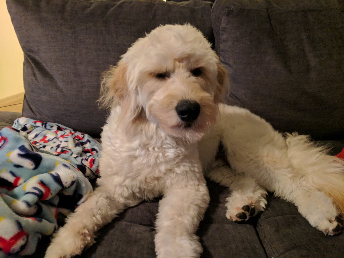 cassieeverly's tweet photo. Monday mornings got me like... #morecoffee #moresleep #pupper #doggo https://t.co/wOHwq9lJAE