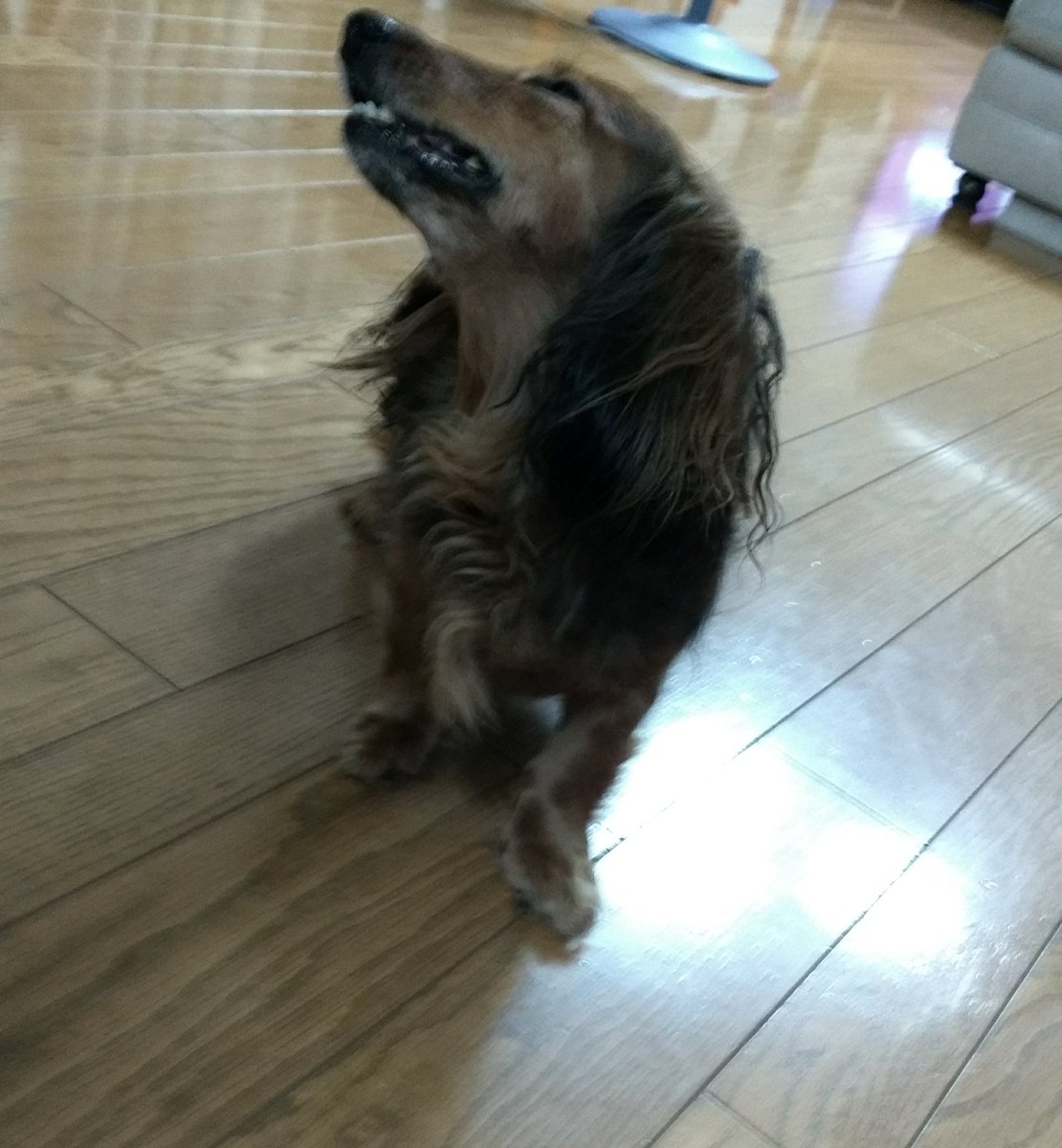 re_o_ta06's tweet photo. くしゃみするココちゃんが不細工すぎてかわいい。 https://t.co/1FfT30ats0