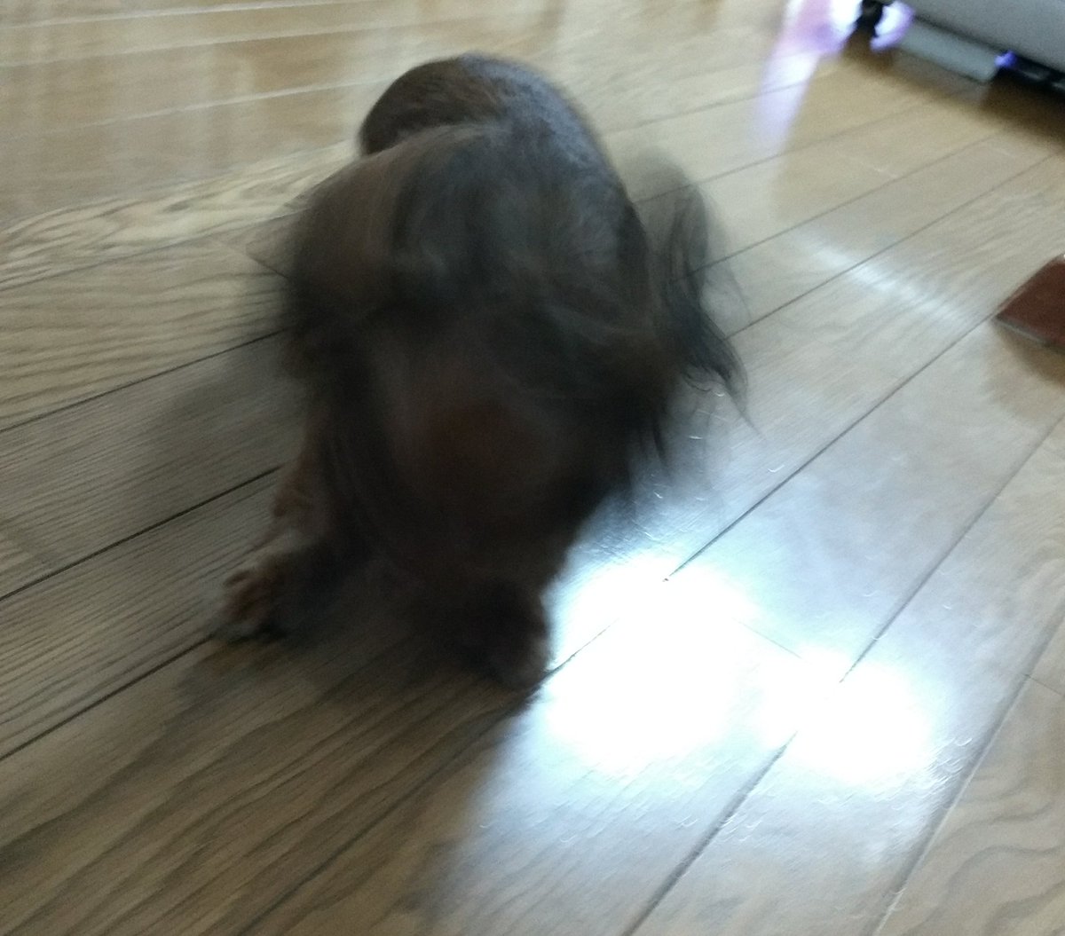 re_o_ta06's tweet photo. くしゃみするココちゃんが不細工すぎてかわいい。 https://t.co/1FfT30ats0