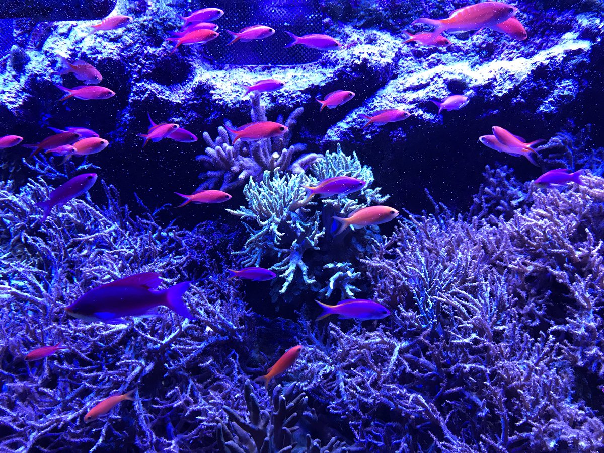Torch_Lily2038's tweet photo. 名古屋港水族館🐠🦐🐬🐟🦀
楽しかった〜〜( *´艸`) https://t.co/LHAJeTSPVu