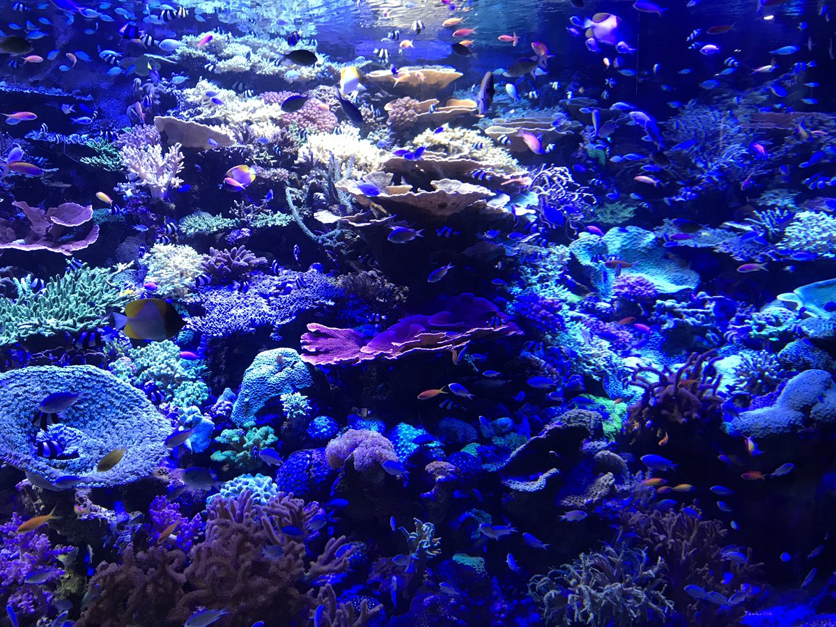 Torch_Lily2038's tweet photo. 名古屋港水族館🐠🦐🐬🐟🦀
楽しかった〜〜( *´艸`) https://t.co/LHAJeTSPVu