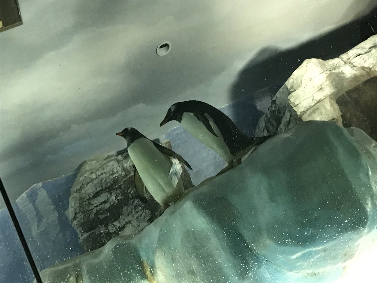 Torch_Lily2038's tweet photo. 名古屋港水族館🐠🦐🐬🐟🦀
楽しかった〜〜( *´艸`) https://t.co/LHAJeTSPVu