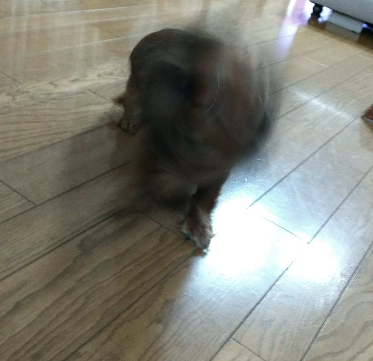 re_o_ta06's tweet photo. くしゃみするココちゃんが不細工すぎてかわいい。 https://t.co/1FfT30ats0